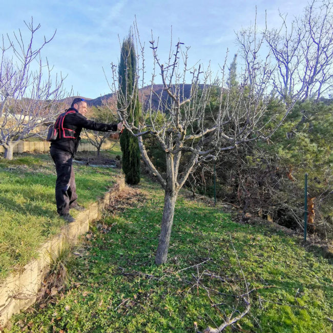 Taille des fruitiers à Dieulefit