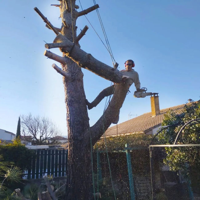 Abattage d'arbre à Dieulefit