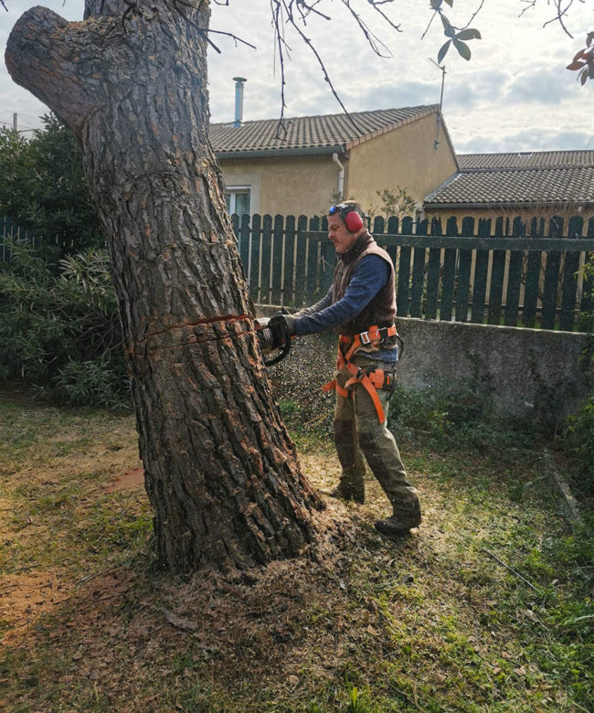 Abattage d'arbre à Montélimar