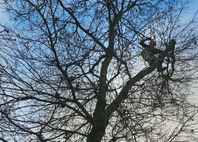 Élagage d'arbre à Montboucher sur Jabron