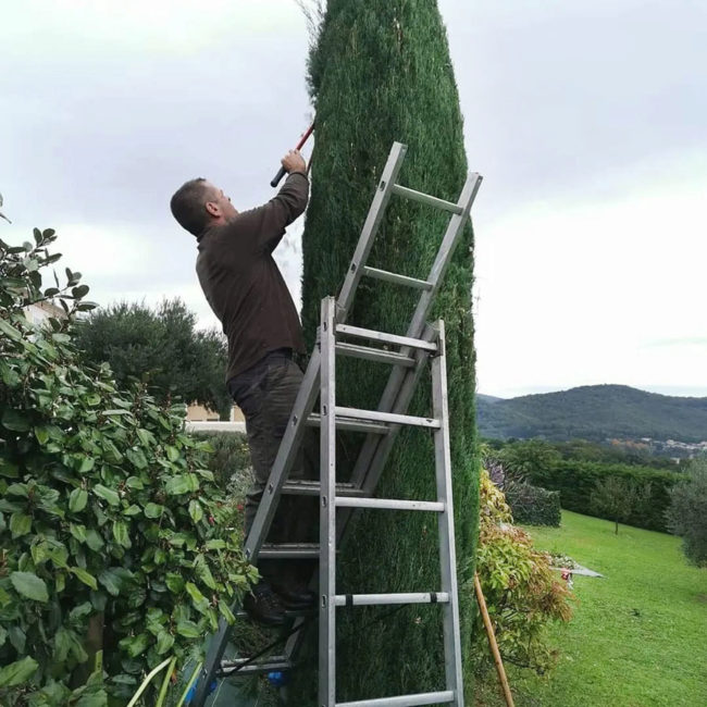 Taille d'arbres et arbustes